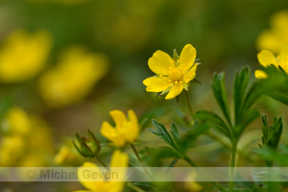 Voorjaarsganzerik; Spring Cinquefoil; Potentilla tabernaemontani