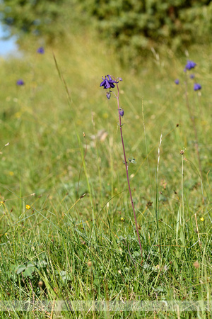 Wilde Akelei; Columbine; Aquilegia vulgaris