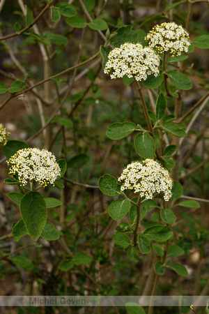 Wollige Sneeuwbal; Wayfaring Tree; Viburnum lantana