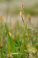 Zeegroene zegge; Glaucous Sedge; Carex flacca