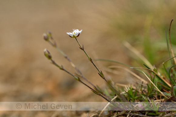 Zinkveldmuur; Spring Sandwort; Minuartia verna