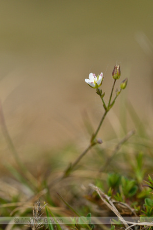 Zinkveldmuur; Spring Sandwort; Minuartia verna