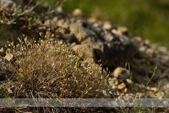 Zinkveldmuur; Spring Sandwort; Minuartia verna