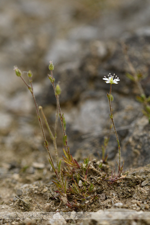 Zinkveldmuur; Spring Sandwort; Minuartia verna