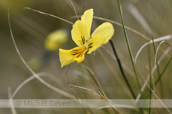 Zinkviooltje; Mountain Pansy; Viola lutea subsp. Calaminaria