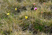 Zinkviooltje; Mountain Pansy; Viola lutea subsp. Calaminaria