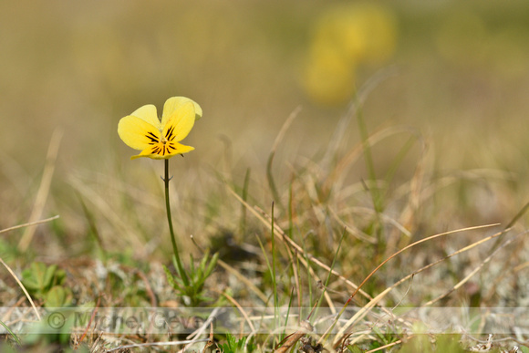 Zinkviooltje; Mountain Pansy; Viola lutea subsp. Calaminaria