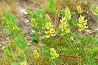 Hokjespeul; Wild liquorice; Astragalus glycyphyllos