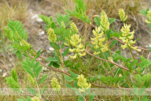 Hokjespeul; Wild liquorice; Astragalus glycyphyllos