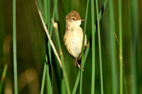 Kleine Karekiet; Eurasian Reed Warbler; Acrocephalus scirpaceus