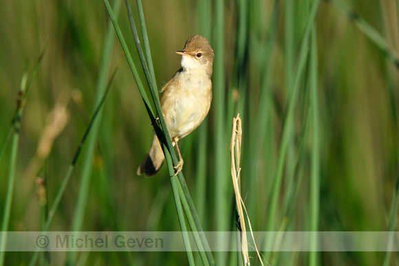 Kleine Karekiet; Eurasian Reed Warbler; Acrocephalus scirpaceus