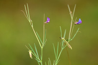 Lathyrus angulatus