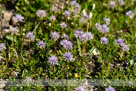 Globularia cordifolia