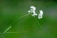 Sneeuwwitte veldbies; Snow white Wood rush; Luzula nivea