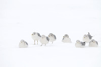 Stormmeeuw; Common Gull; Larus Canus;
