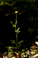 Ranunculus lanuginosus