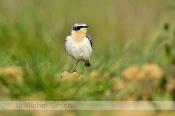 Tapuit; Northern Wheatear; Oenanthe oenanthe