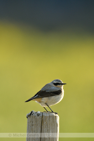 Tapuit; Northern Wheatear; Oenanthe oenanthe