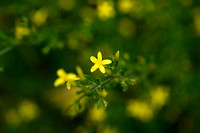 Jasminum fruticans