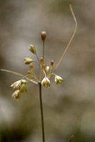 Pale garlic; Allium oporinatum