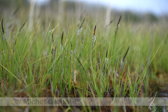 Zwarte zegge; Common Sedge; Carex nigra;