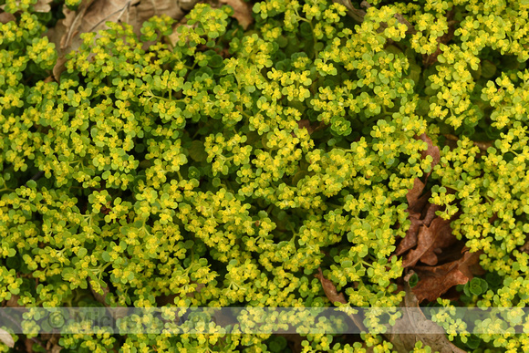 Paarbladig Goudveil; Opposite-leaved Golden-saxifrage; Chrysospl