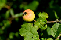 Wilde appel; Crab Apple; Malus sylvestris