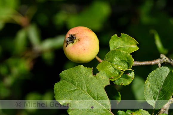 Wilde appel; Crab Apple; Malus sylvestris