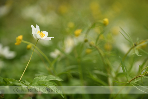 Bosanemoon; Wood Anemone; Anemone nemorosa