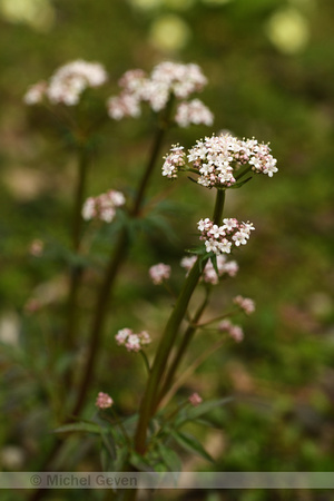 Kleine valeriaan; Marsh Valerian; Valeriana dioica