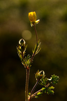 Knolboterbloem; Bulbuous buttervup; Ranunculus bulbosus