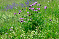 Grote Centaurie -  Greater Knapweed - Centaurea scabiosa