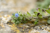 Echium calycinum