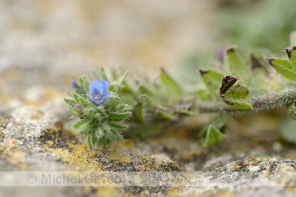 Echium calycinum