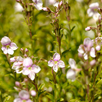 Veronica fruticulosa