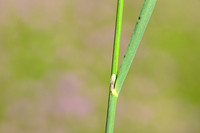 Duinriet; Wood Small-reed; Calamagrostis epigeios