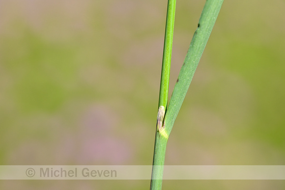 Duinriet; Wood Small-reed; Calamagrostis epigeios