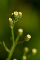 Gevlamde fijnstraal; Hairy Fleabane; Conyza bonariensis