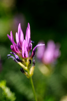 Astragalus onobrychis;