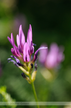 Astragalus onobrychis;