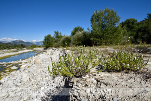 Winterbonenkruid; Winter Savory; Satureja montana