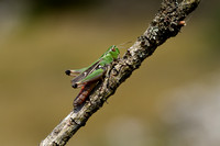 Zoemertje; Stripe-winged Toothed Grasshopper; Stenobothrus linea