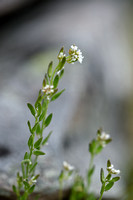 Draba incana