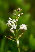 Waterdrieblad; Bogbean; Menyanthes trifoliata