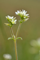 Kluwenhoornbloem; Sticky Mouse-ear; Cerastium glomeratum