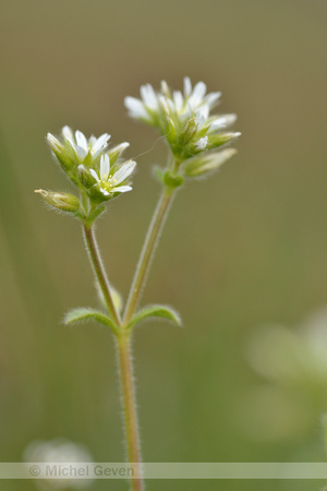 Kluwenhoornbloem; Sticky Mouse-ear; Cerastium glomeratum