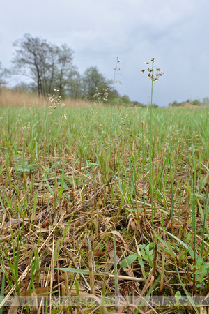 Veenreukgras; Holy Grass; Hierochlo‘ odorata