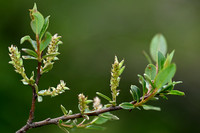 Salix breviserrata