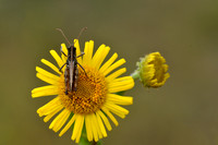 Knopsprietje; Mottled Grasshopper; Myrmeleotettix maculatus