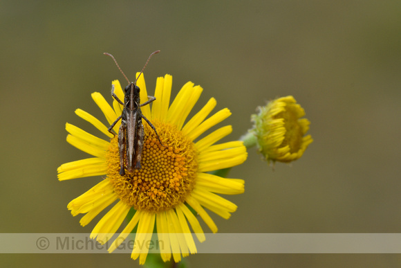 Knopsprietje; Mottled Grasshopper; Myrmeleotettix maculatus